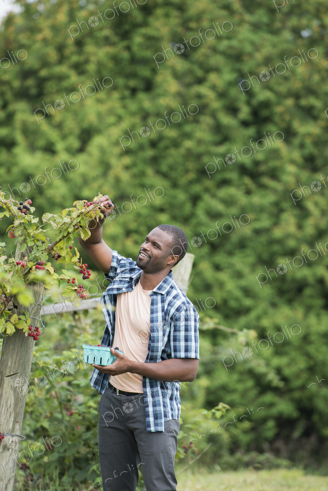 Picking blackberry fruits on an organic farm. A man reaching up to pick berries.