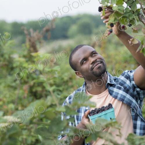 Picking blackberry fruits on an organic farm. A man reaching up to pick berries. Picking blackberry fruits on an organic farm. A man reaching up to pick berries.