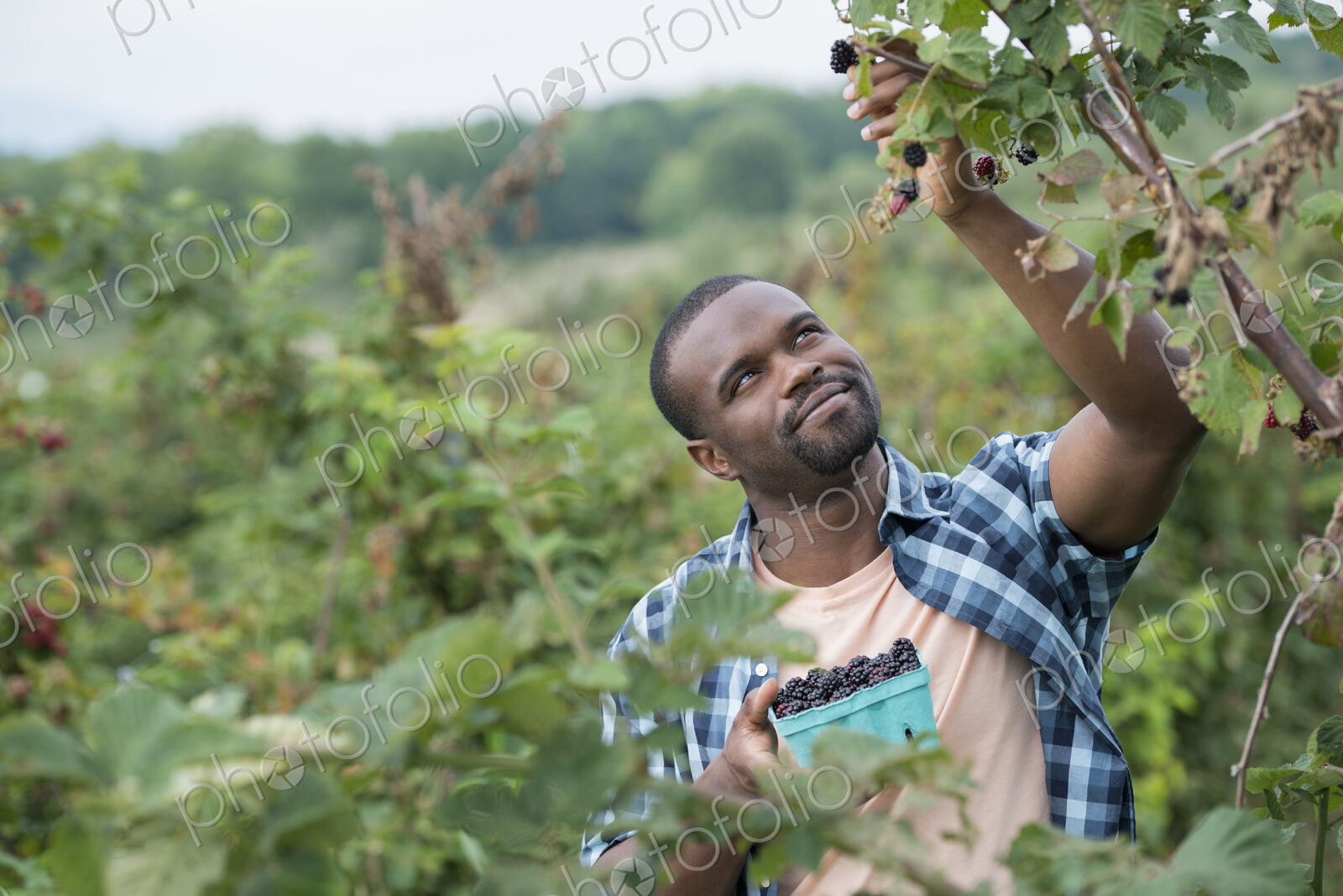 Picking blackberry fruits on an organic farm. A man reaching up to pick berries.