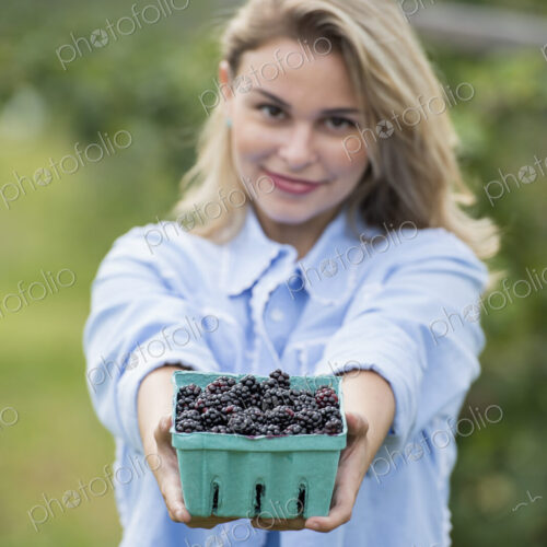 Picking blackberry fruits on an organic farm. A woman holding out a full punnet of… Picking blackberry fruits on an organic farm. A woman holding out a full punnet of…