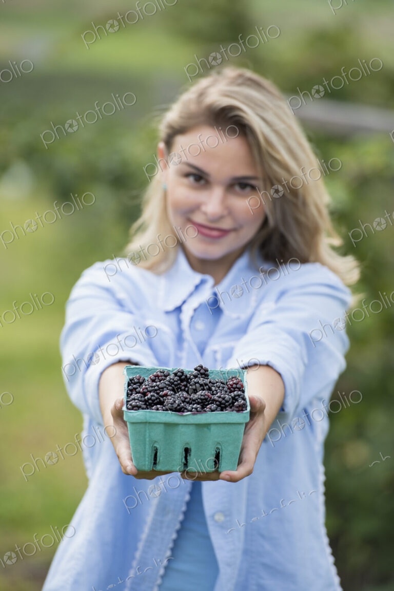 Picking blackberry fruits on an organic farm. A woman holding out a full punnet of…