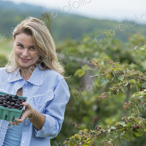 Picking blackberry fruits on an organic farm. A woman holding out a full punnet of… Picking blackberry fruits on an organic farm. A woman holding out a full punnet of…