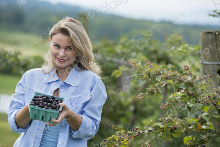 Picking blackberry fruits on an organic farm. A woman holding out a full punnet of…