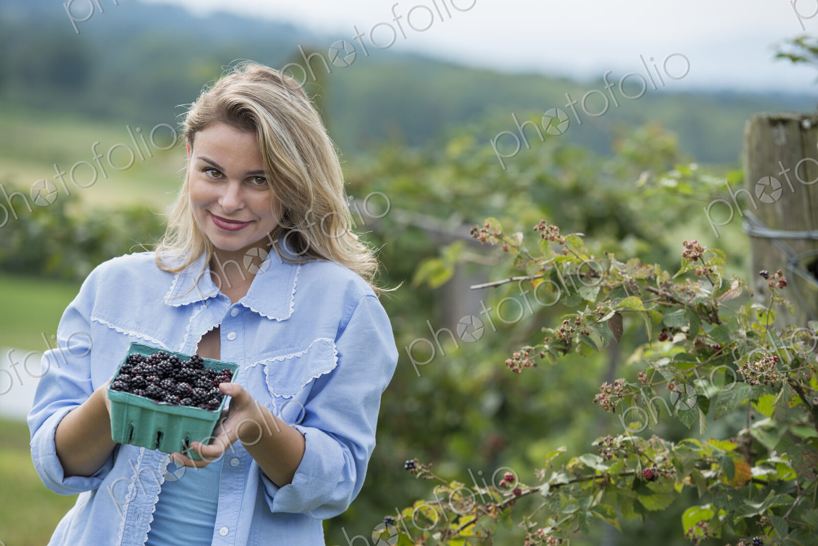 Picking blackberry fruits on an organic farm. A woman holding out a full punnet of…