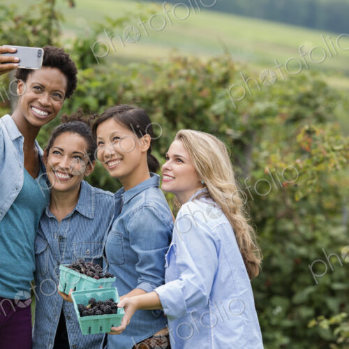 Picking blackberry fruits on an organic farm. Four women posing for a selfy… Picking blackberry fruits on an organic farm. Four women posing for a selfy…