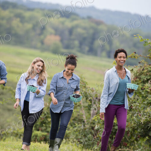 Picking blackberry fruits on an organic farm. Four women walking among the rows of… Picking blackberry fruits on an organic farm. Four women walking among the rows of…