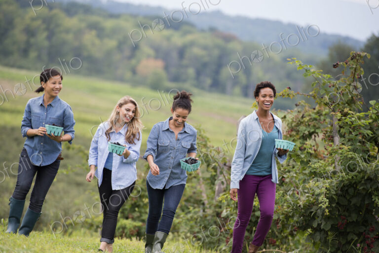 Picking blackberry fruits on an organic farm. Four women walking among the rows of…