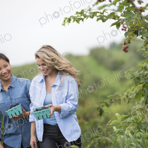 Picking blackberry fruits on an organic farm. Two women talking and walking among the… Picking blackberry fruits on an organic farm. Two women talking and walking among the…