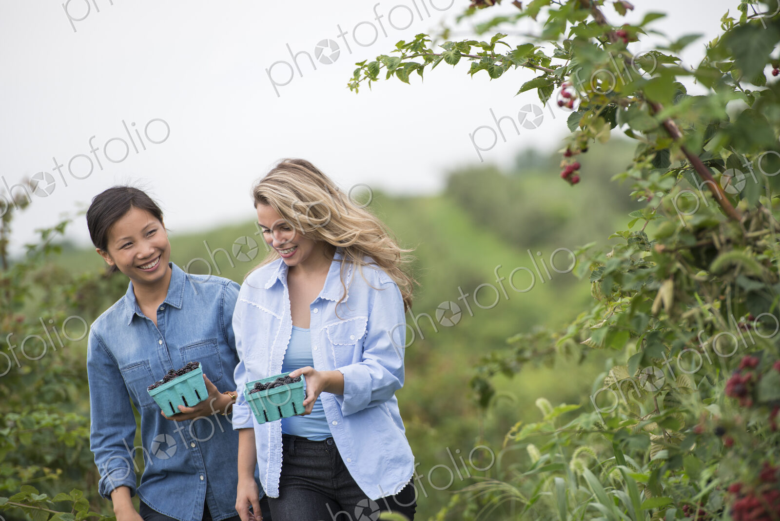 Picking blackberry fruits on an organic farm. Two women talking and walking among the…