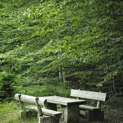 Picnic Area in Forest Picnic Area in Forest
