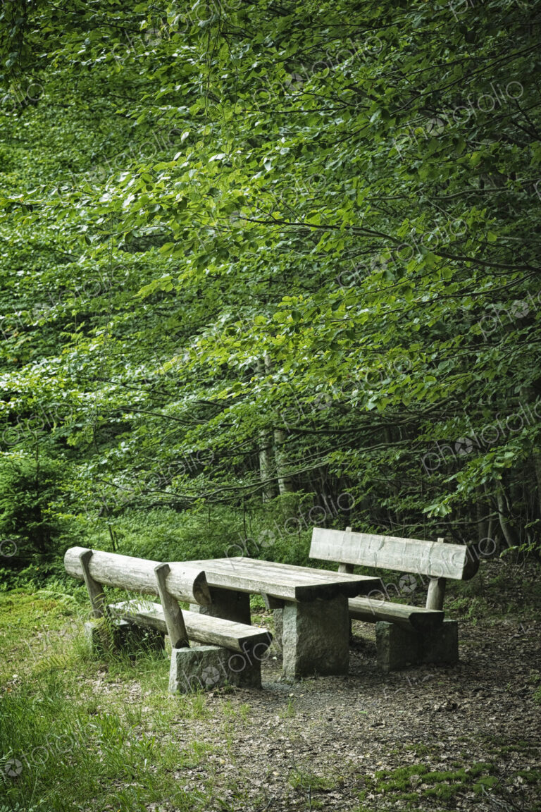 Picnic Area in Forest