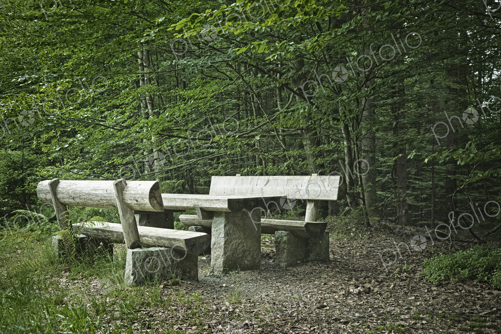 Picnic Area in Forest