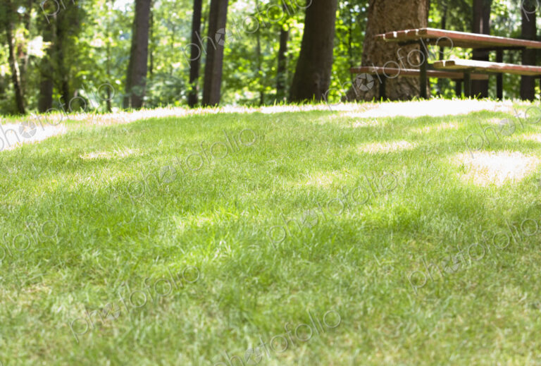 Picnic Table in Woods