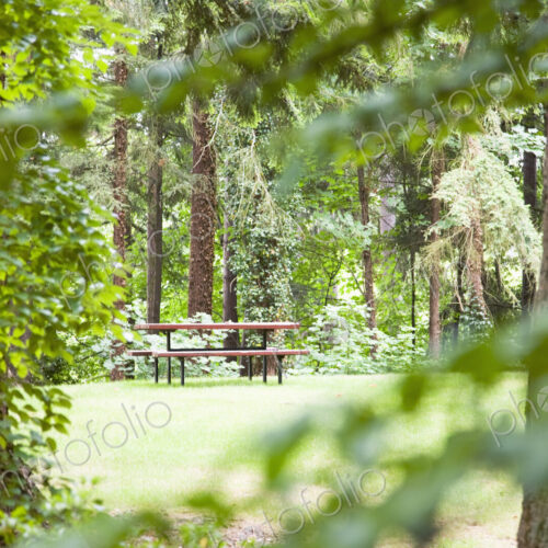 Picnic Table in Woods Picnic Table in Woods
