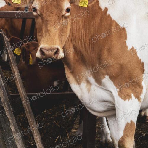 Piebald red and white Guernsey cow on a farm, looking at camera.