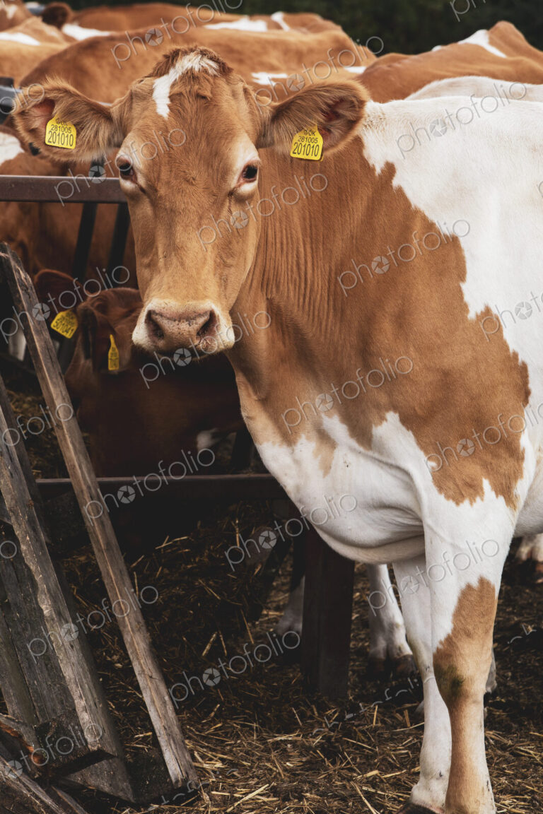 Piebald red and white Guernsey cow on a farm, looking at camera.