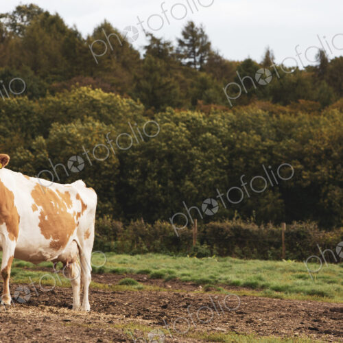 Piebald red and white Guernsey cow on a pasture. Piebald red and white Guernsey cow on a pasture.