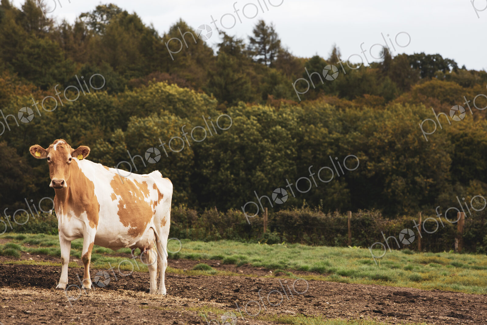 Piebald red and white Guernsey cow on a pasture.