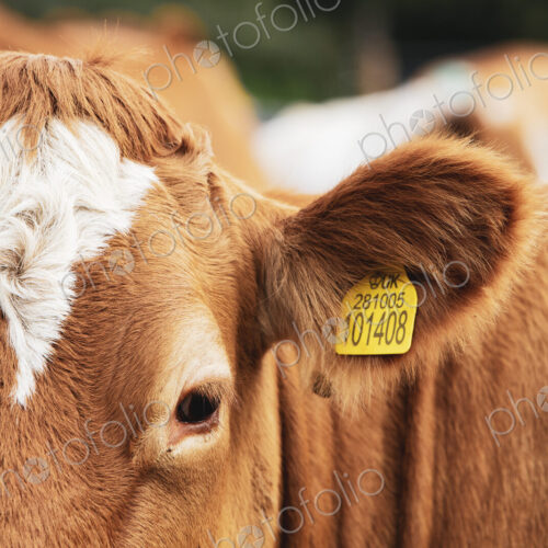 Piebald red and white Guernsey cow on a pasture. Piebald red and white Guernsey cow on a pasture.