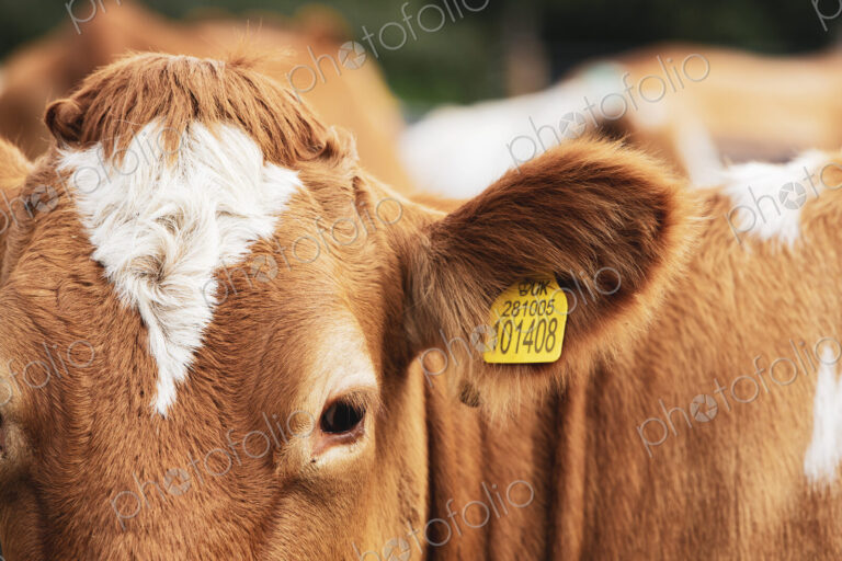 Piebald red and white Guernsey cow on a pasture.
