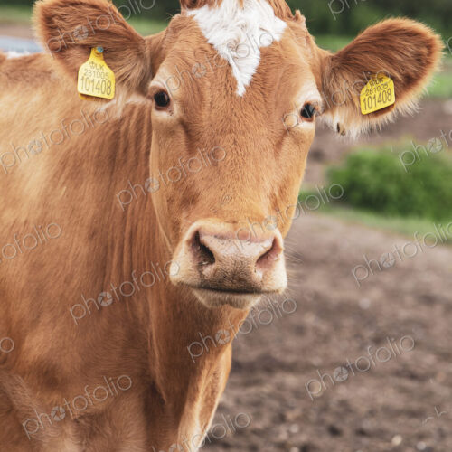 Piebald red and white Guernsey cow on a pasture looking at the camera. Piebald red and white Guernsey cow on a pasture looking at the camera.