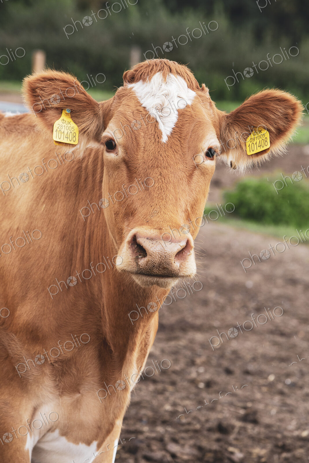 Piebald red and white Guernsey cow on a pasture looking at the camera.