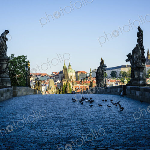 Pigeons on brick path in Prague cityscape, Czech Republic Pigeons on brick path in Prague cityscape, Czech Republic