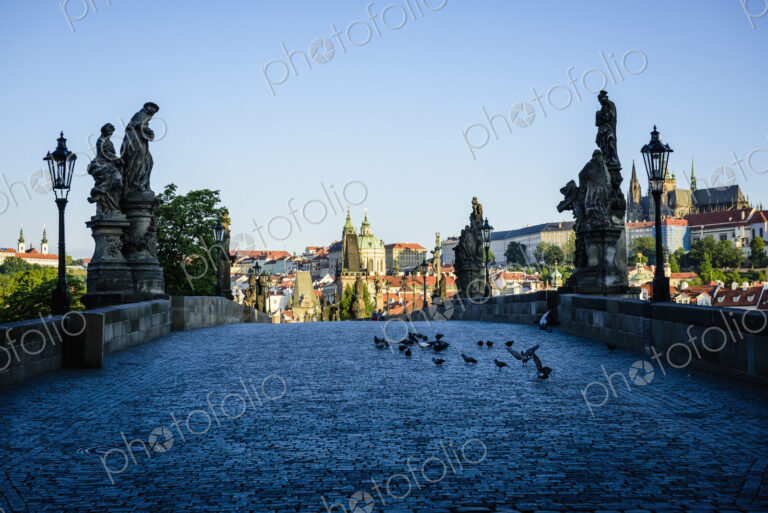 Pigeons on brick path in Prague cityscape, Czech Republic