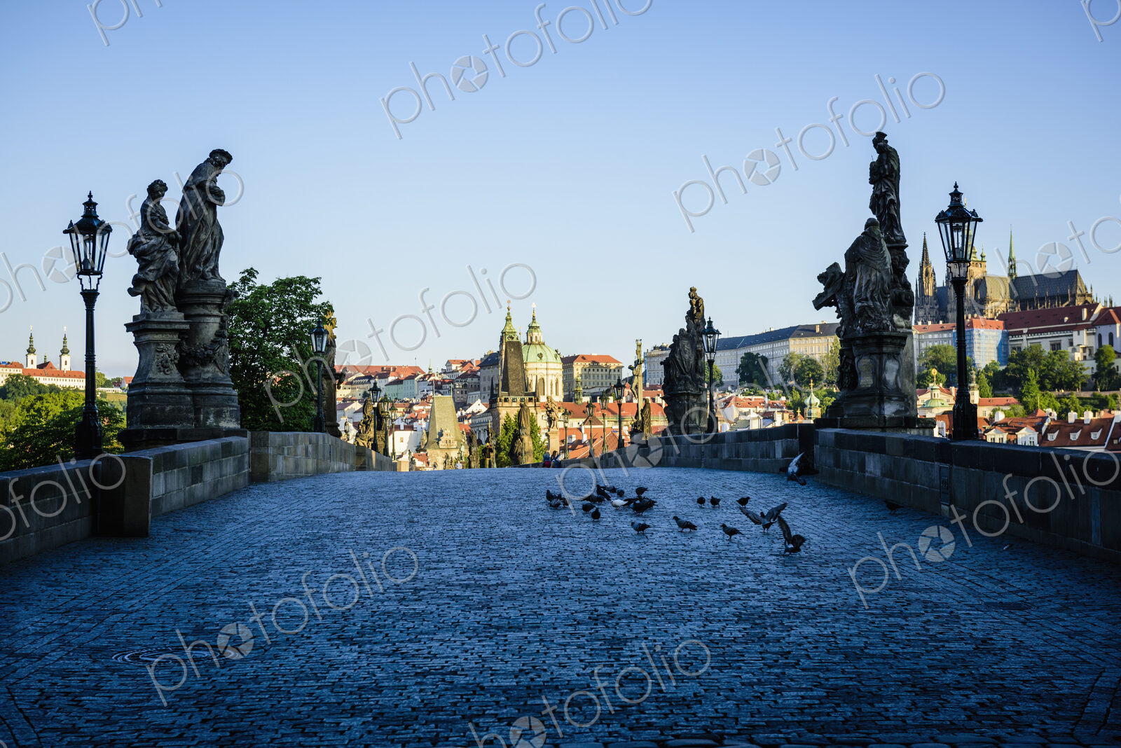 Pigeons on brick path in Prague cityscape, Czech Republic