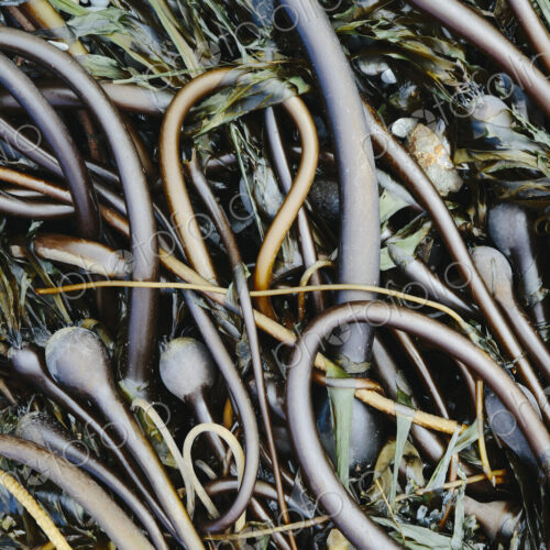 Pile of Bull Kelp seaweed washed up on beach on Rialto Beach, USA