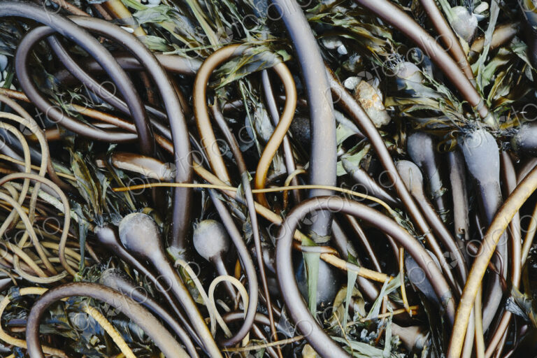 Pile of Bull Kelp seaweed washed up on beach on Rialto Beach, USA