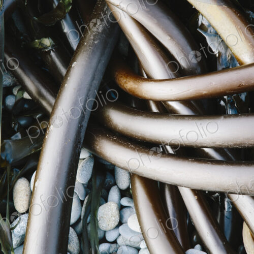 Pile of Bull Kelp seaweed washed up on beach on Rialto Beach, USA