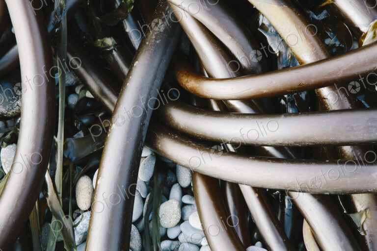 Pile of Bull Kelp seaweed washed up on beach on Rialto Beach, USA