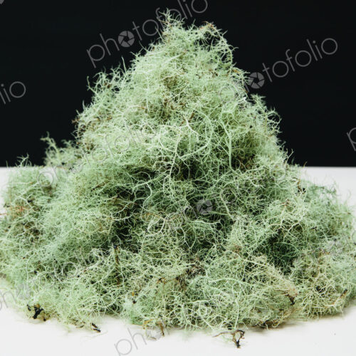 Pile of Methuselah's Beard lichen, Usnea longissma. Pile of Methuselah's Beard lichen, Usnea longissma.