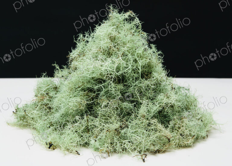 Pile of Methuselah's Beard lichen, Usnea longissma.