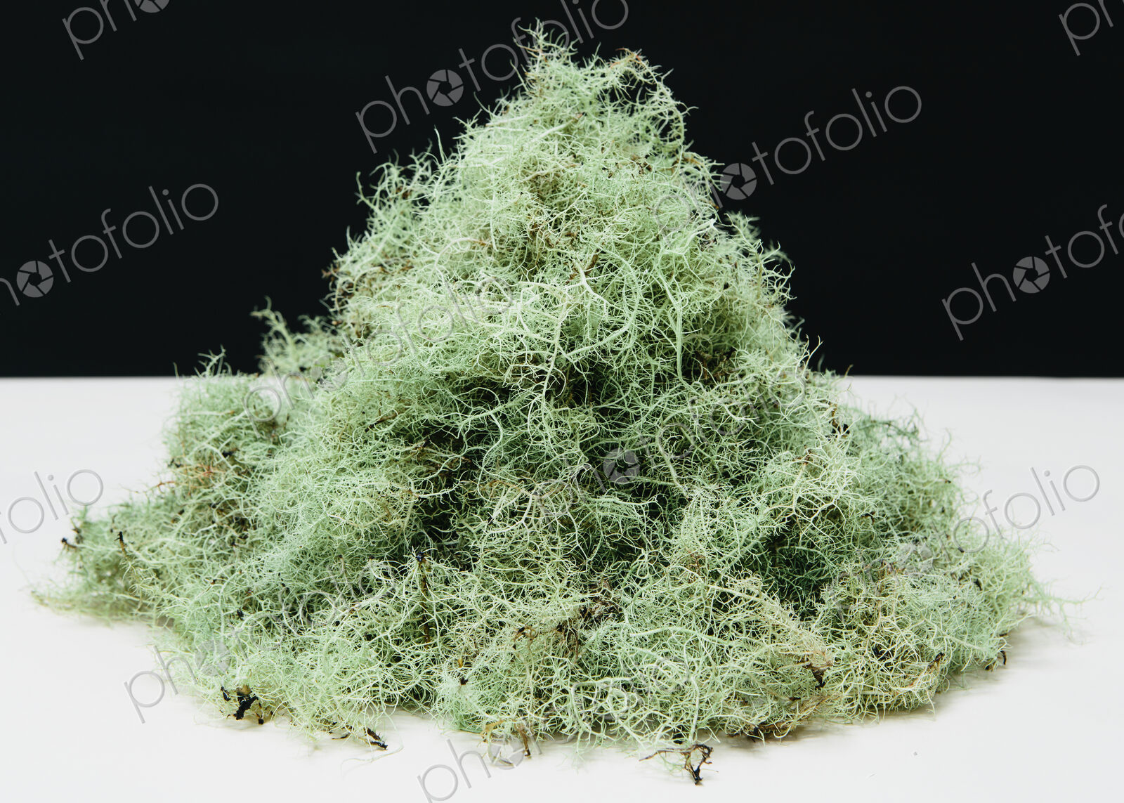 Pile of Methuselah’s Beard lichen, Usnea longissma.