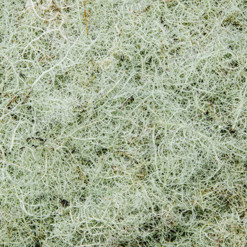 Pile of Methuselah's Beard lichen, Usnea longissma.