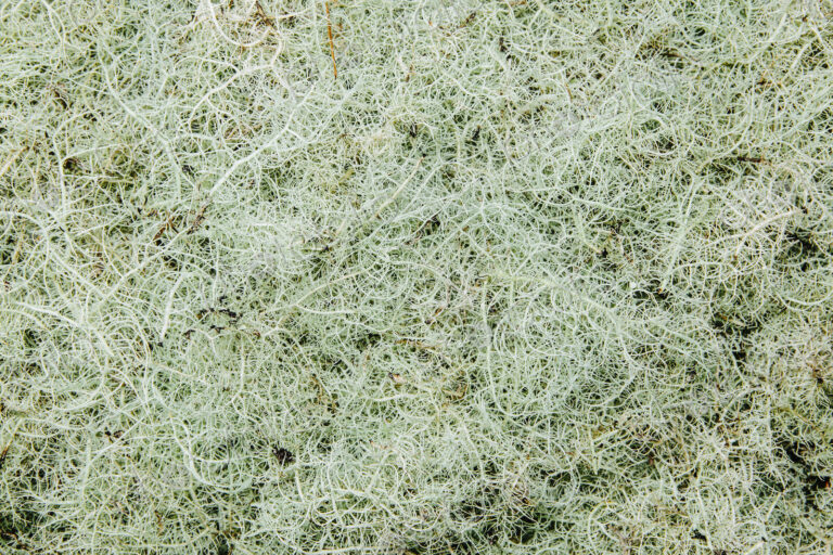 Pile of Methuselah's Beard lichen, Usnea longissma.