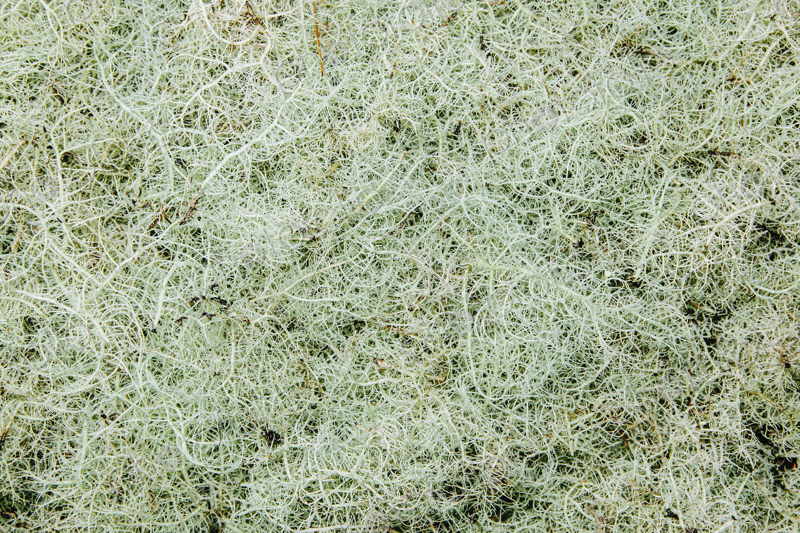Pile of Methuselah’s Beard lichen, Usnea longissma.
