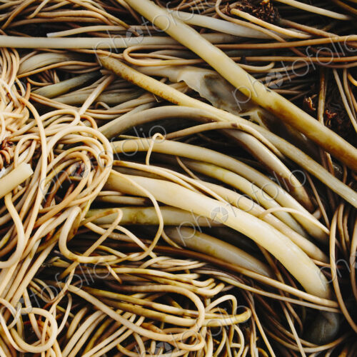 Pile of bull kelp seaweed, close up Pile of bull kelp seaweed, close up