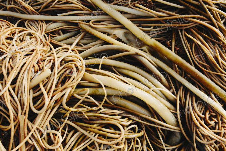 Pile of bull kelp seaweed, close up