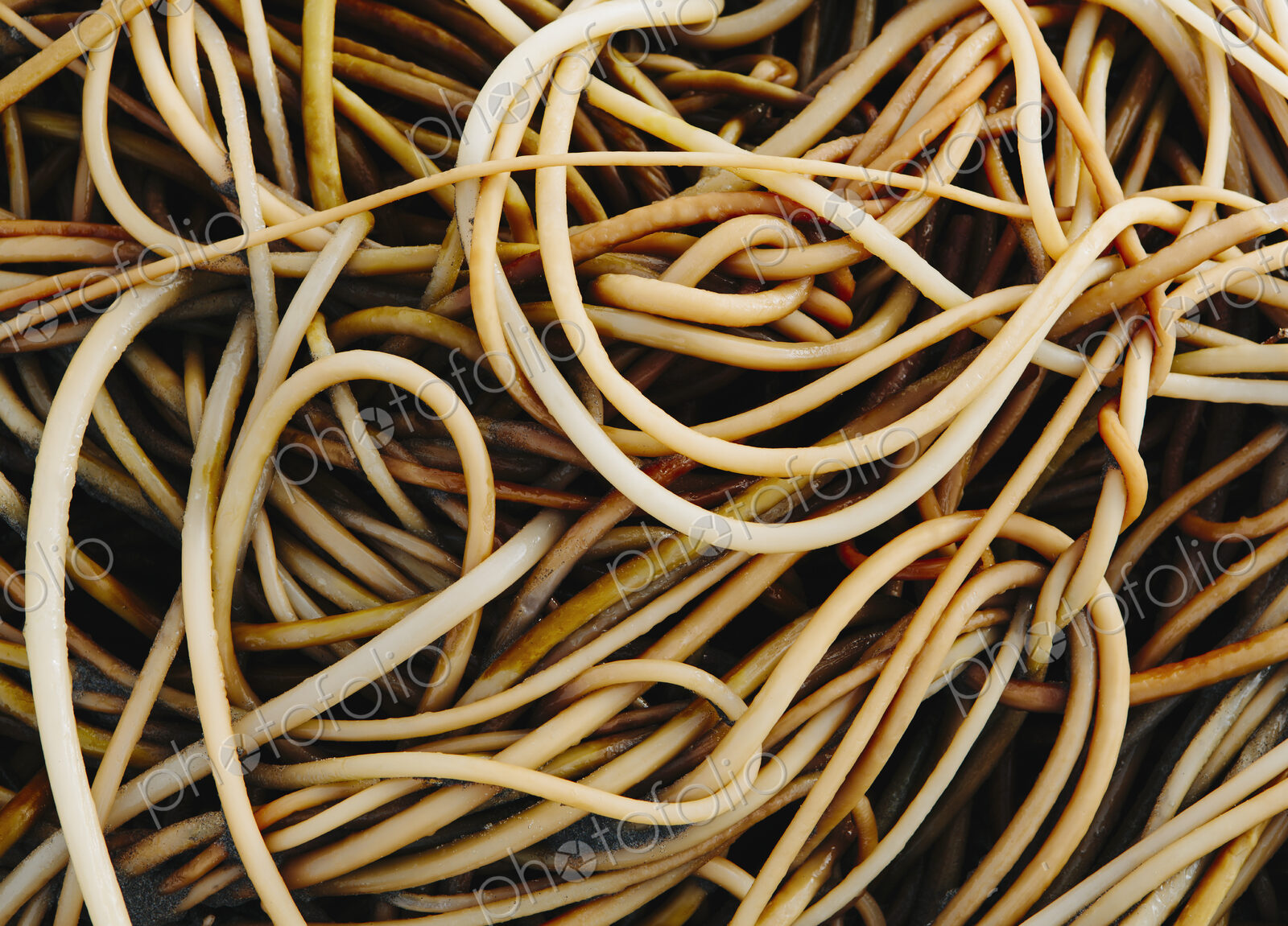 Pile of bull kelp seaweed, close up