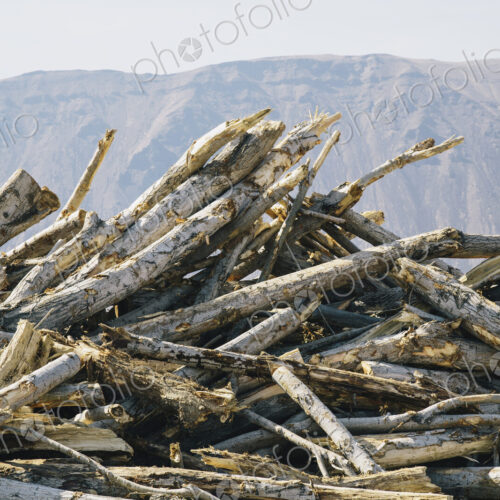 Pile of discarded cottonwood trees