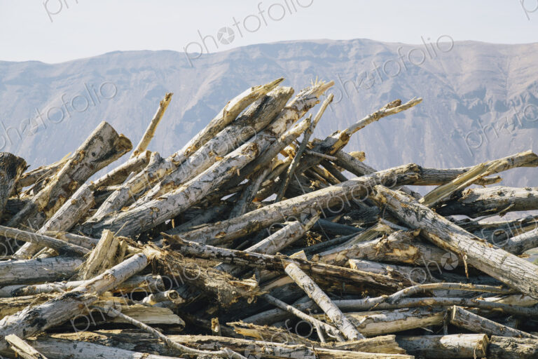 Pile of discarded cottonwood trees