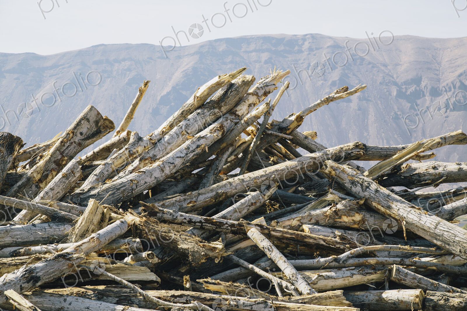 Pile of discarded cottonwood trees