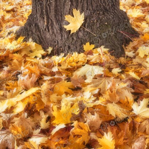 Pile of golden yellow autumn leaves at base of a tree trunk Pile of golden yellow autumn leaves at base of a tree trunk