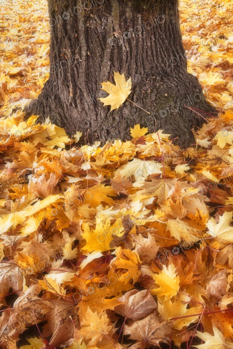 Pile of golden yellow autumn leaves at base of a tree trunk