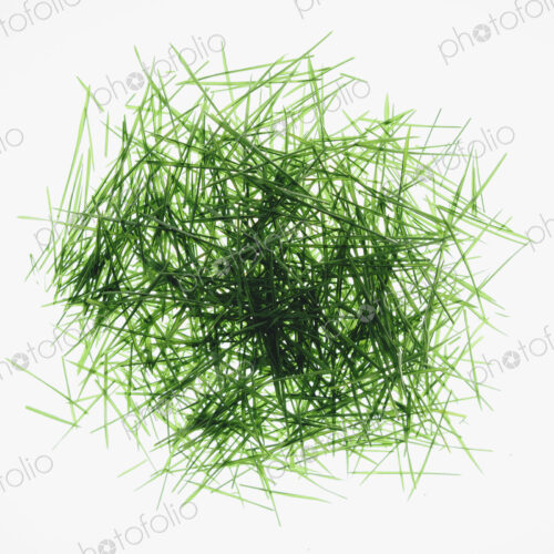 Pile of organic wheatgrass on a white background