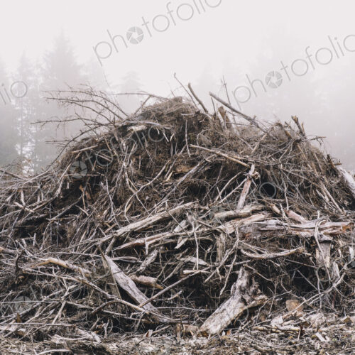 Pile of wood debris from clear cut logging. Mist in the forest. Pile of wood debris from clear cut logging. Mist in the forest.