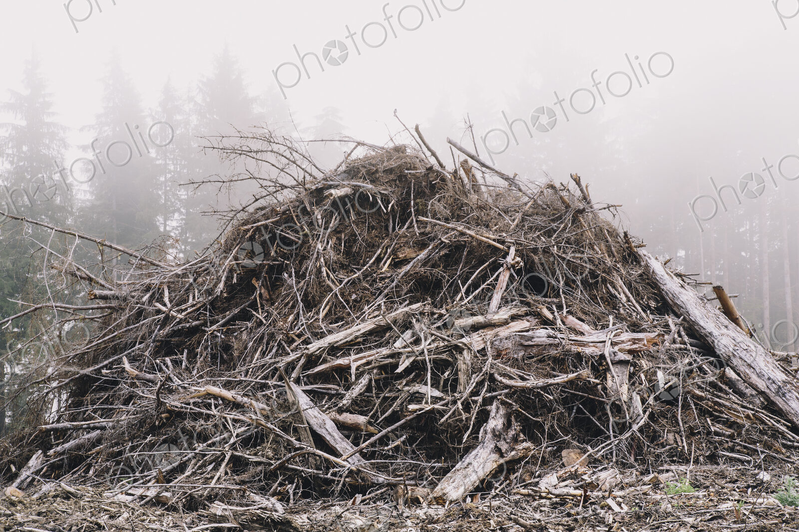Pile of wood debris from clear cut logging. Mist in the forest.